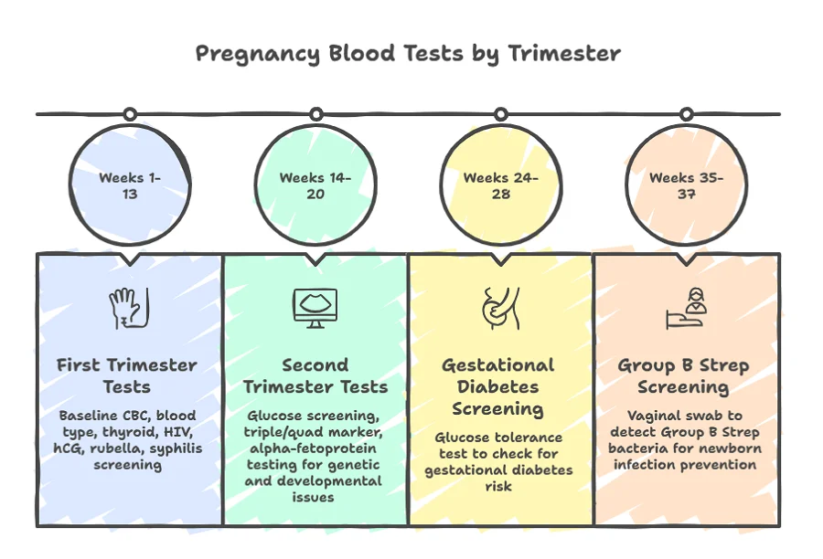 Pregnancy Blood Tests by Trimester